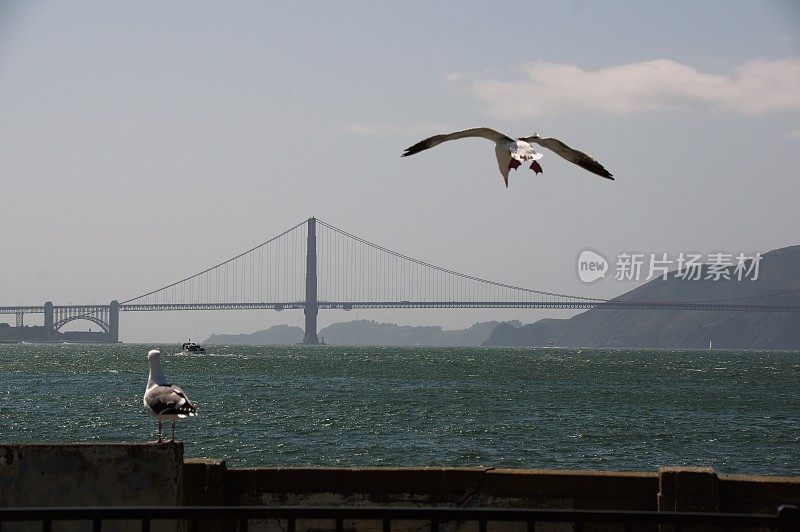 海鸟在行动