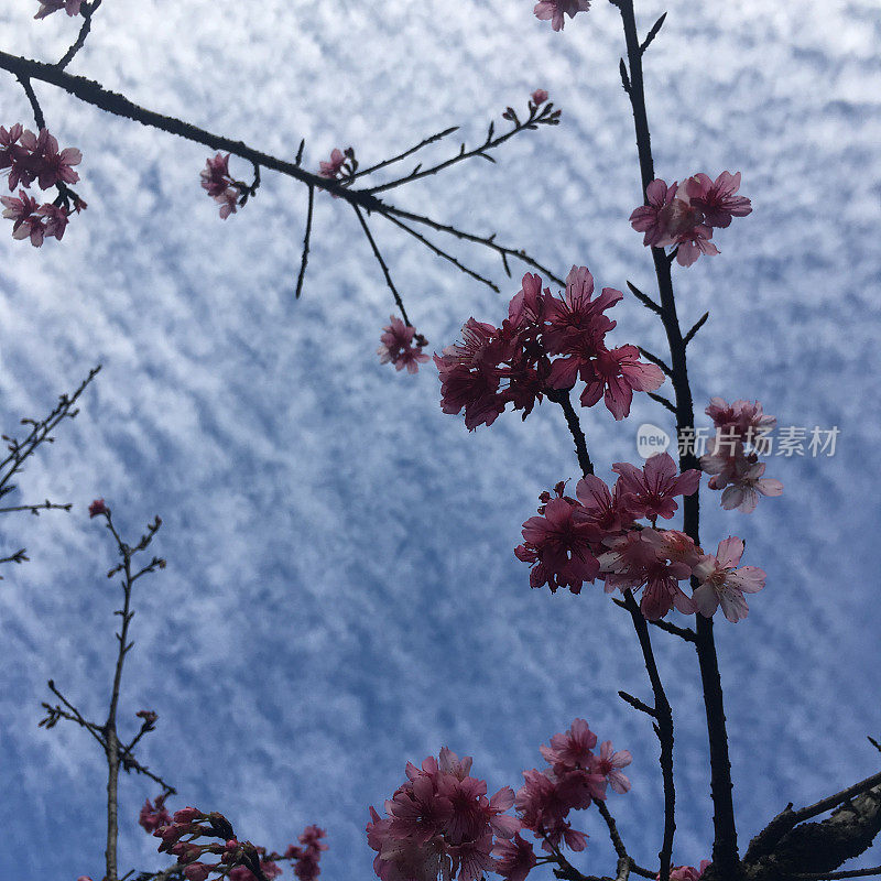 日本樱花枝开花