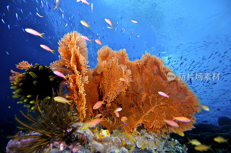 马来西亚,扇形珊瑚,珊瑚,