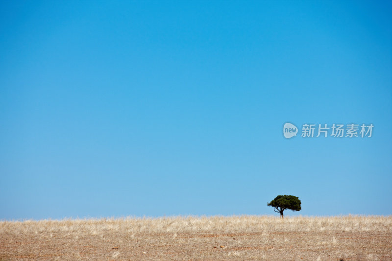 南非乡村蓝色天空下的一棵孤独的树