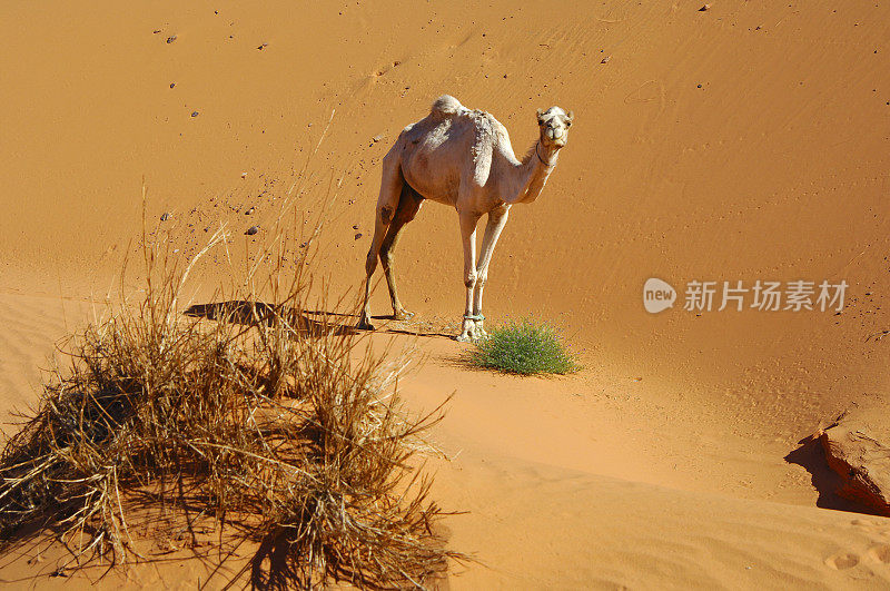 饥饿的单峰驼，撒哈拉沙漠，利比亚