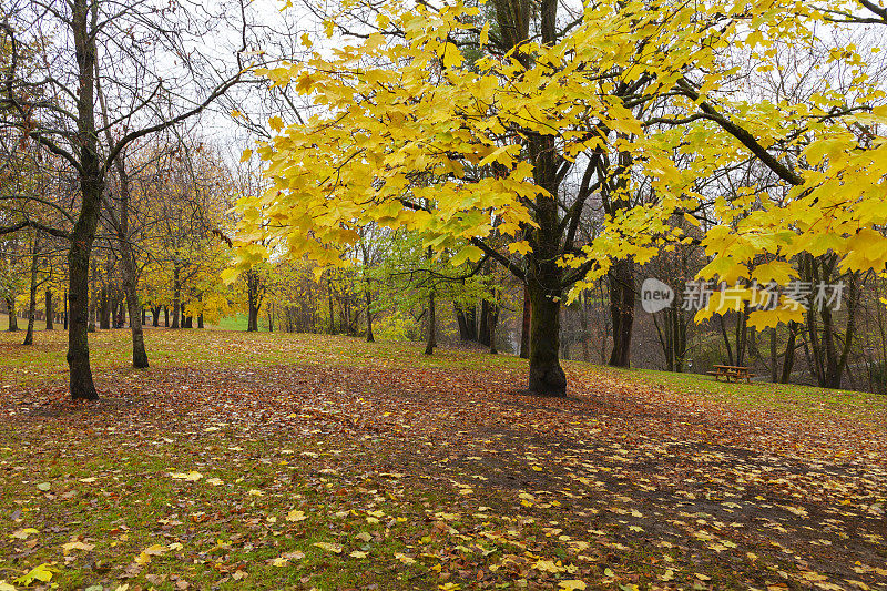 奥斯陆古斯塔夫维格兰雕塑公园的秋季色彩