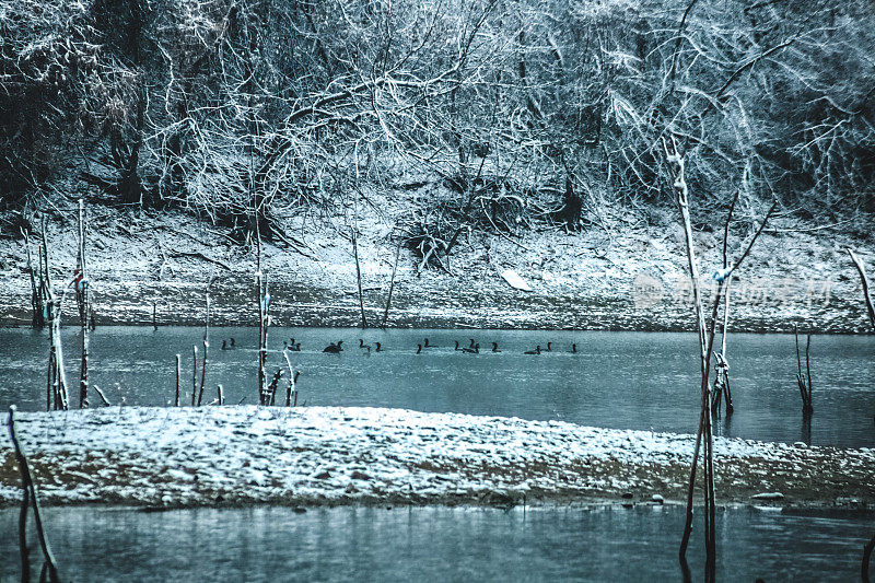 第一场雪，多瑙河冬季景观-鸬鹚群