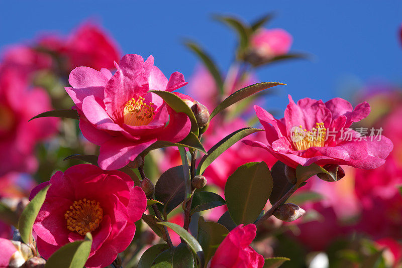 冷山茶花3