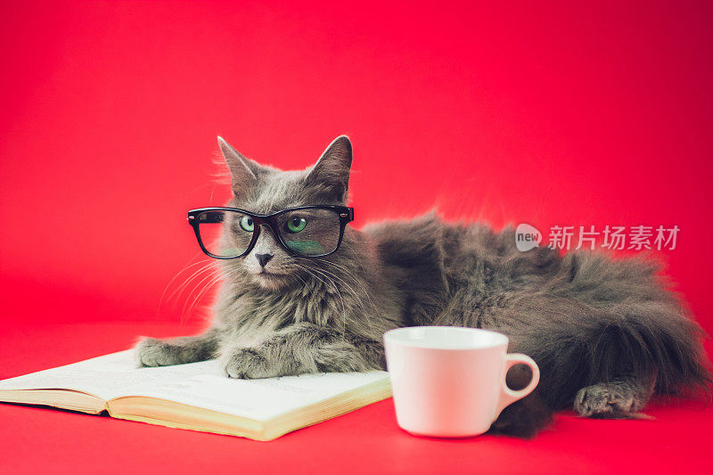 戴眼镜和看书的聪明猫