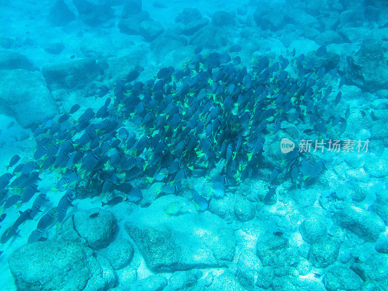 在Galápagos群岛周围的海洋中剃刀刺尾鱼学校