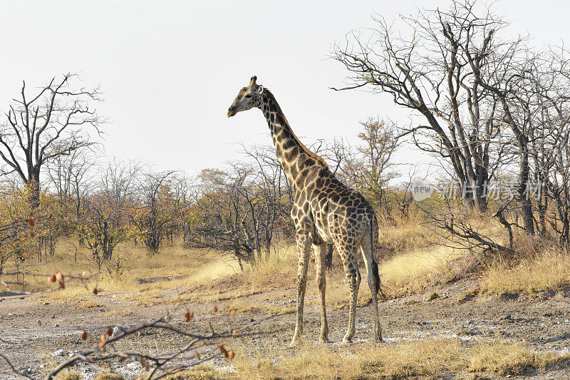 南长颈鹿在津巴布韦万基国家公园的侧面景观