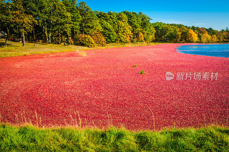 淹没了蔓越莓沼泽