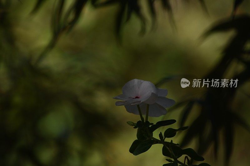 夜间植物苗圃的花朵