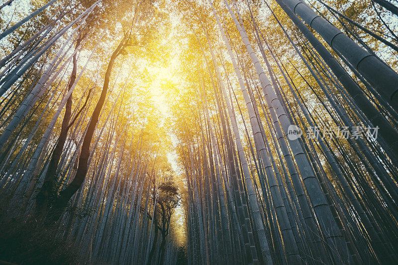 京都的岚山竹林