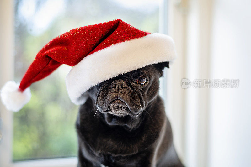戴着圣诞帽坐在窗户上的不爽哈巴狗