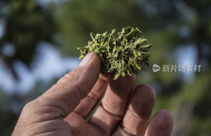 手握大麻花蕾