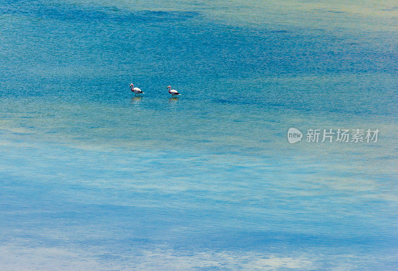 美丽的火烈鸟在阿塔卡马沙漠的湖中觅食。