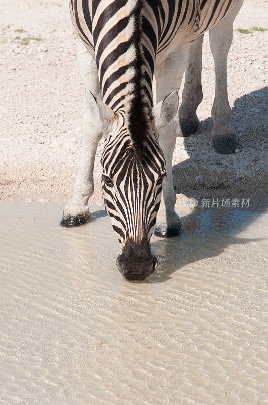 斑马在水边喝水