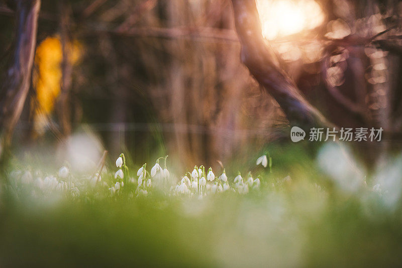 雪花莲在春天