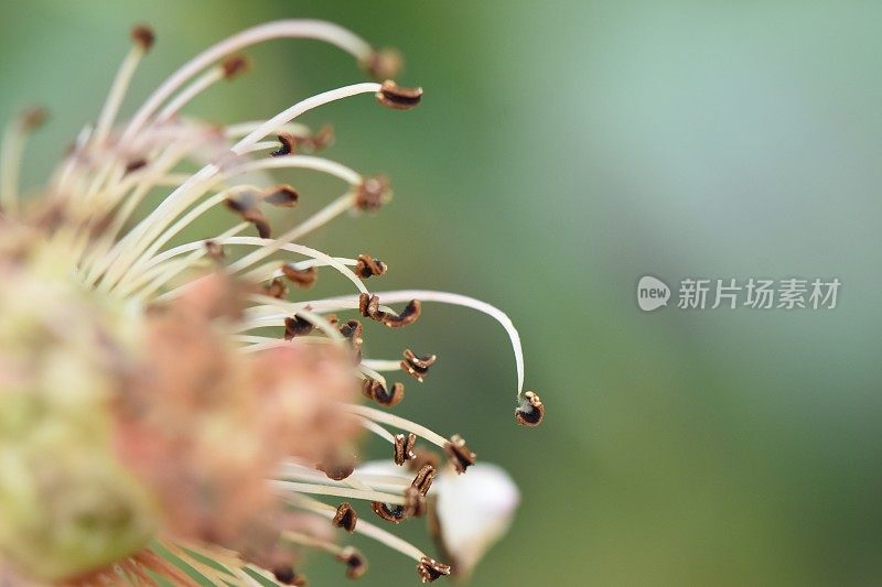 一朵花的特写