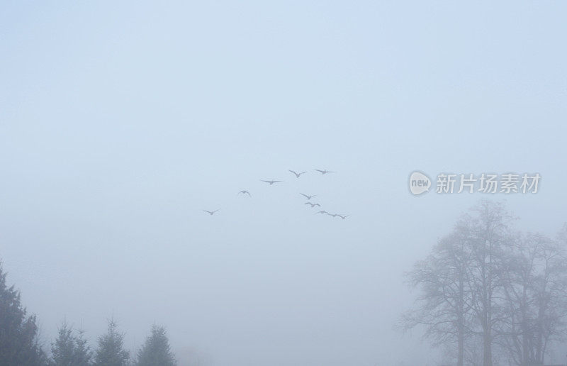 一群加拿大鹅飞过湿地