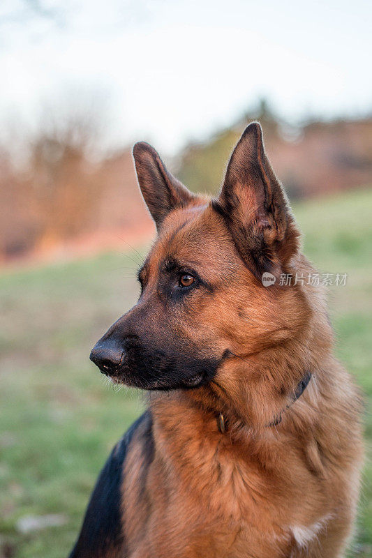 德国牧羊犬的头部照片