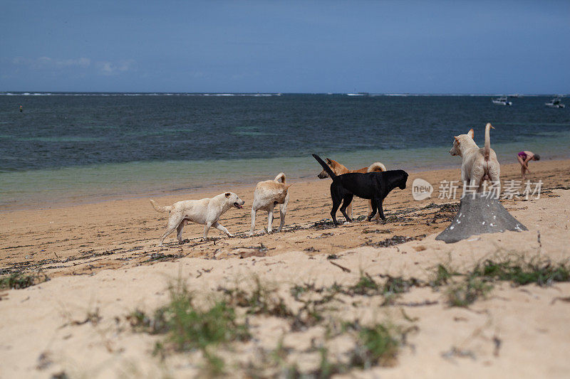 巴厘岛萨努尔海滩上无家可归的流浪狗