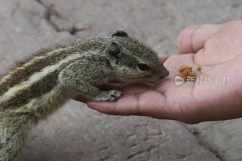 在印度北方邦的阿格拉堡花园，印度棕榈松鼠用后腿站立，啮齿动物，被人用手喂饼干屑