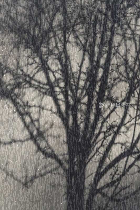 在灰色的画板上，一丛光秃秃的树枝的影子