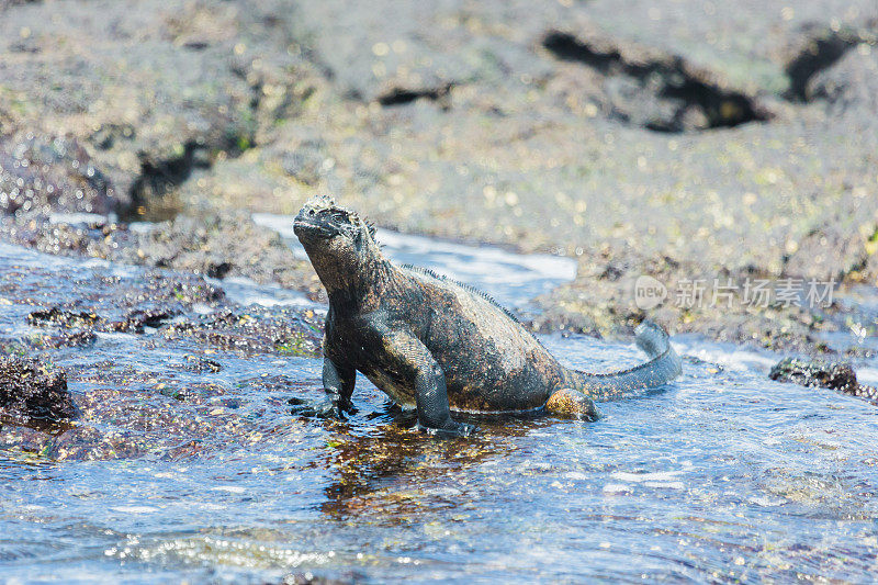 伊莎贝拉岛的海鬣蜥