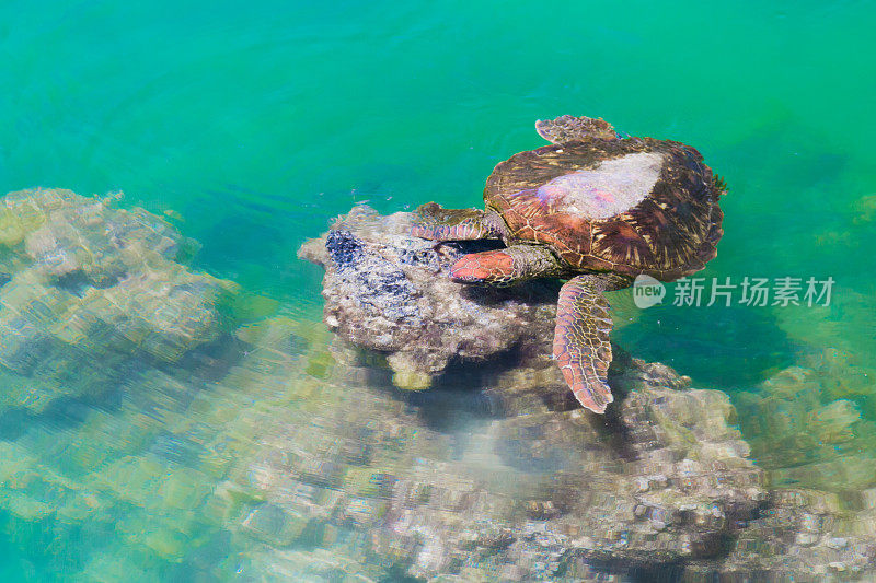 加拉帕戈斯群岛绿海龟