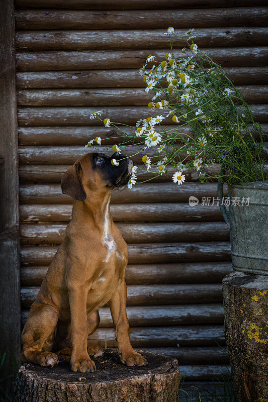 小拳师犬在木墙前闻花。