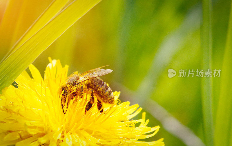 蜜蜂给蒲公英花授粉