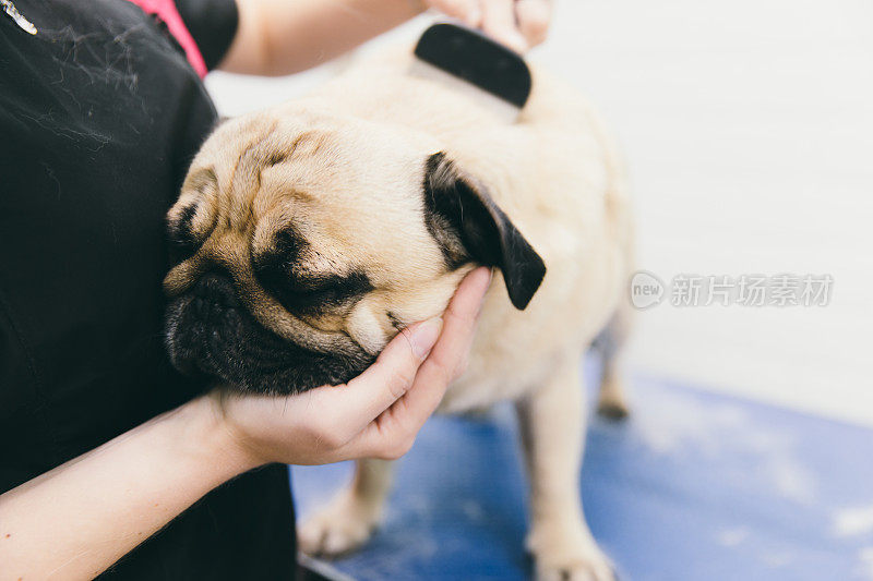 女人美容师在狗温泉为哈巴狗美容