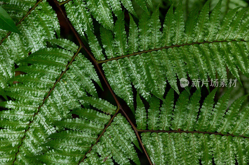 全帧拍摄的新鲜蕨类树枝在雨林