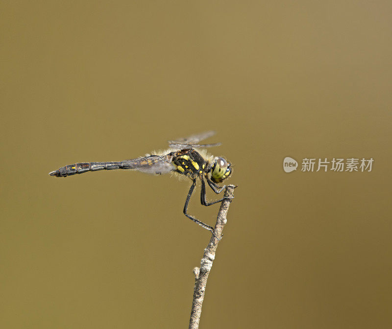 黑色镖蜻蜓