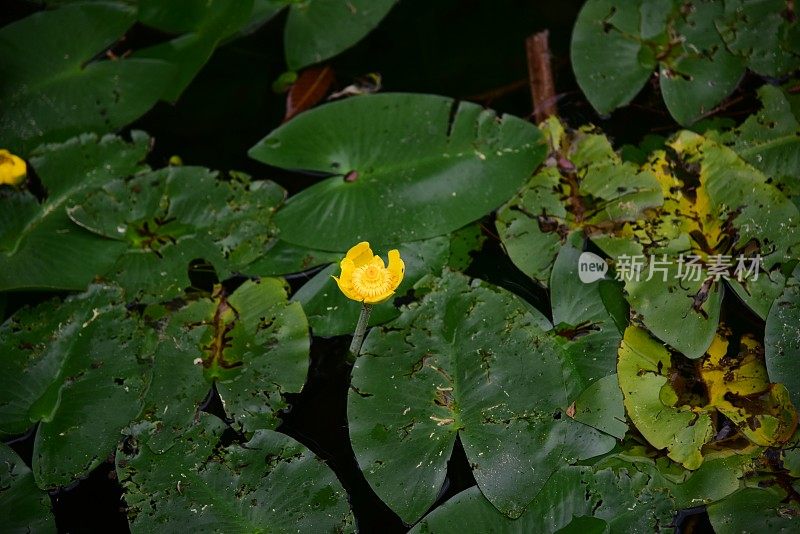 花园在金泽