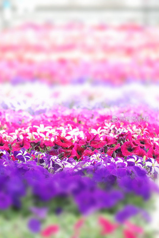 彩色的矮牵牛花，桔梗是最受欢迎的矮牵牛花品种，有大的单朵或双朵花，形成五颜六色的固体，条纹，或杂色的花朵堆。“n