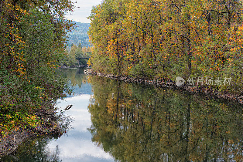 斯诺夸尔米河岸上的秋树