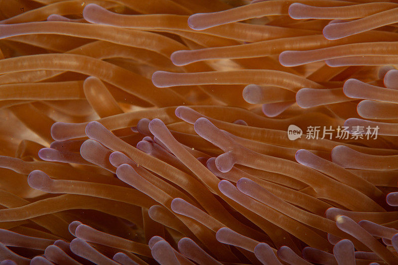 热带水族馆，热带水域海葵大近距离触须