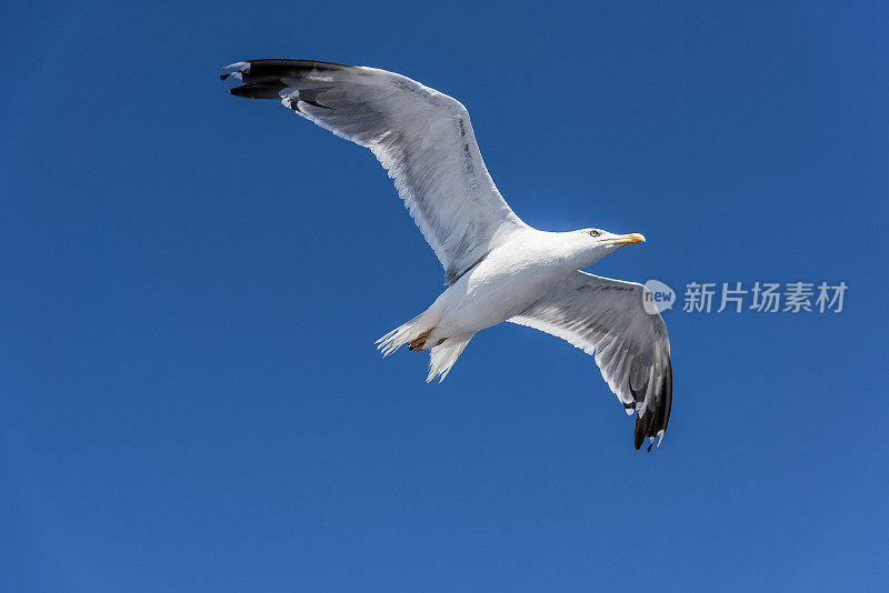 一只白色的海鸥在希腊的蓝天上飞翔