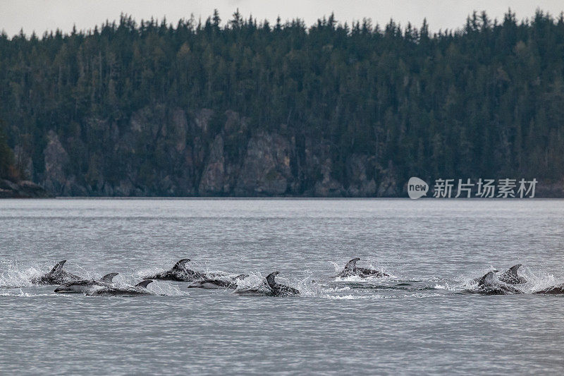 太平洋白边海豚，斜吻海豚