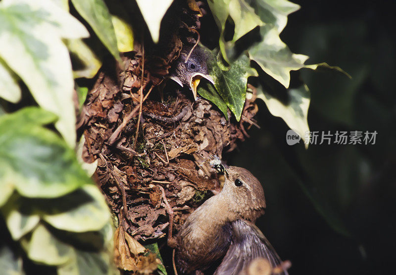 鹪鹩与小鸡同巢(穴居动物)