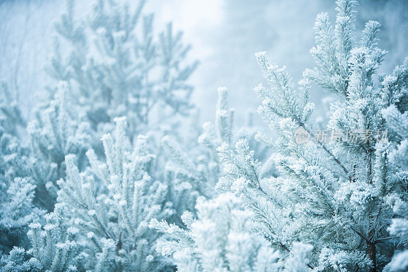 冬天的景象-结霜的松树覆盖着一层雪。树林里的冬天