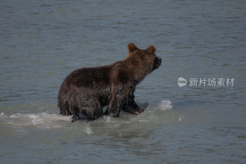 阿拉斯加海岸的棕熊捕鱼