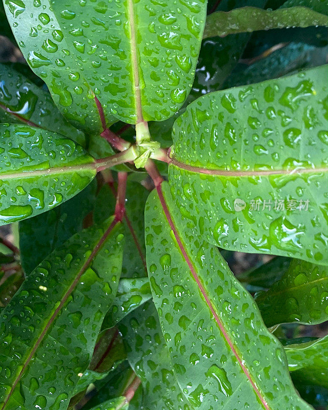 在普拉塔港的一个雨天，常青的大戟灌木叶子的特写，也被称为基督植物或基督刺。