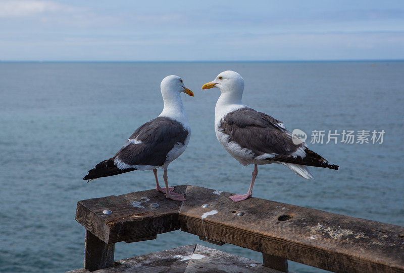 两只海鸥在海边的码头上