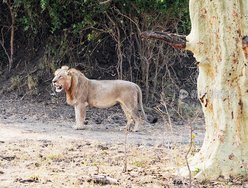 马拉维利翁代国家公园的狮子