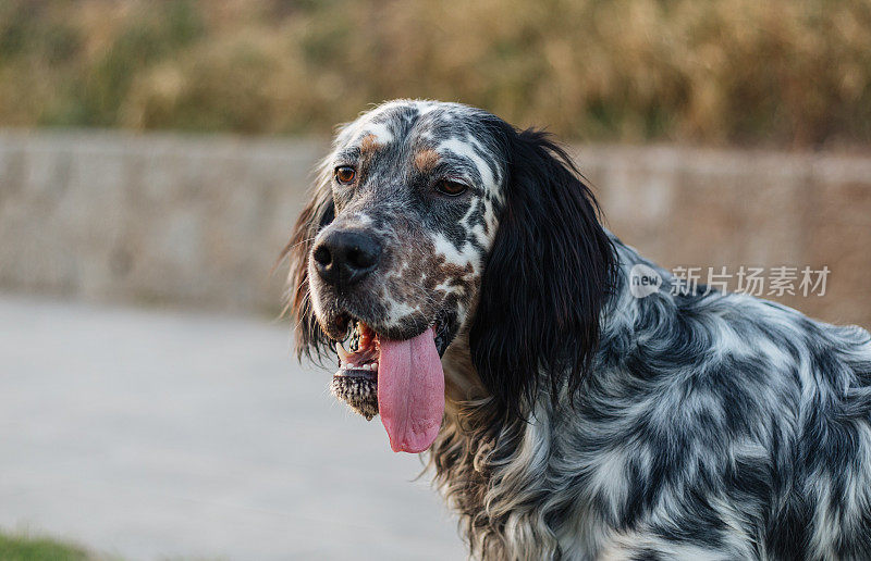 疲惫的英国猎犬的肖像