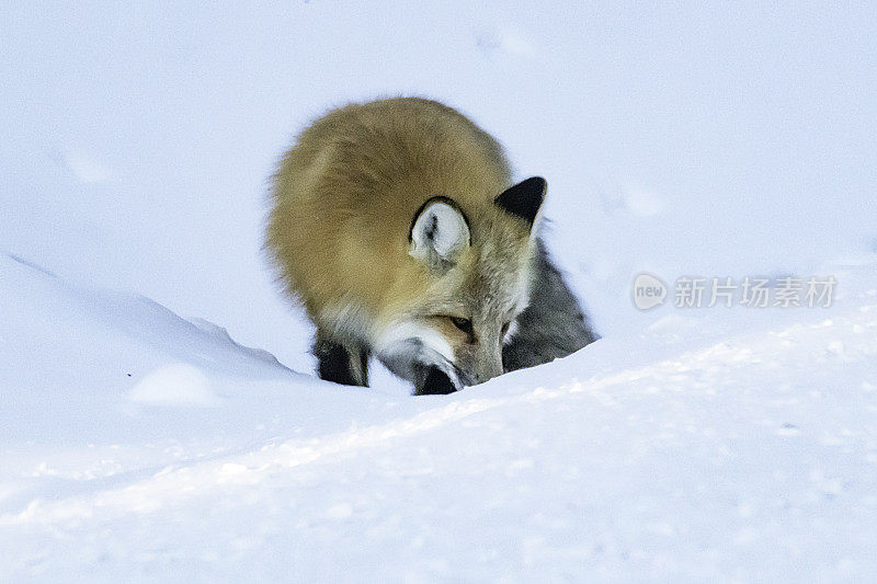 红狐在黄石国家公园的雪下寻找老鼠