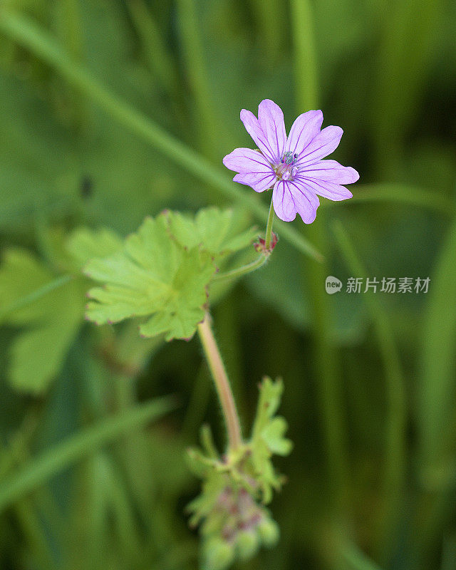 鹤嘴树篱的花