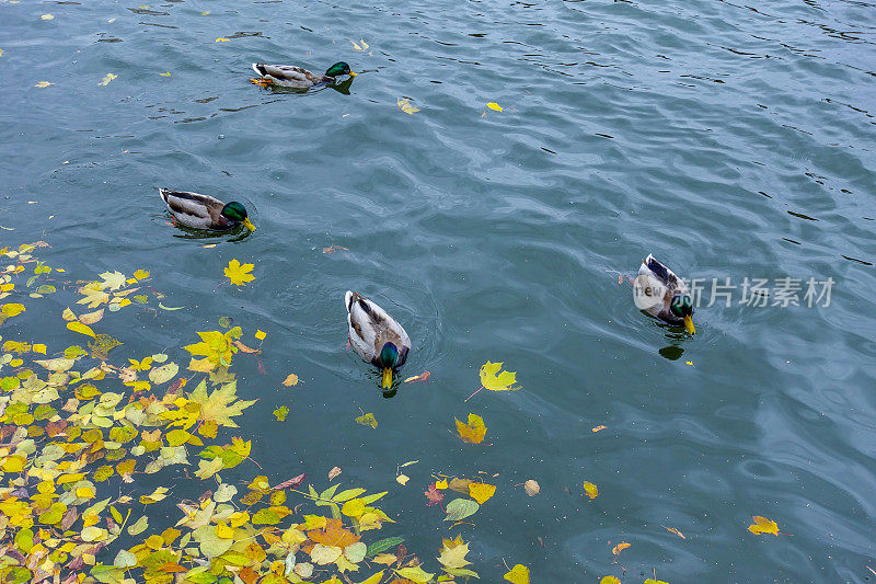 鸭子在城市公园的河里游泳