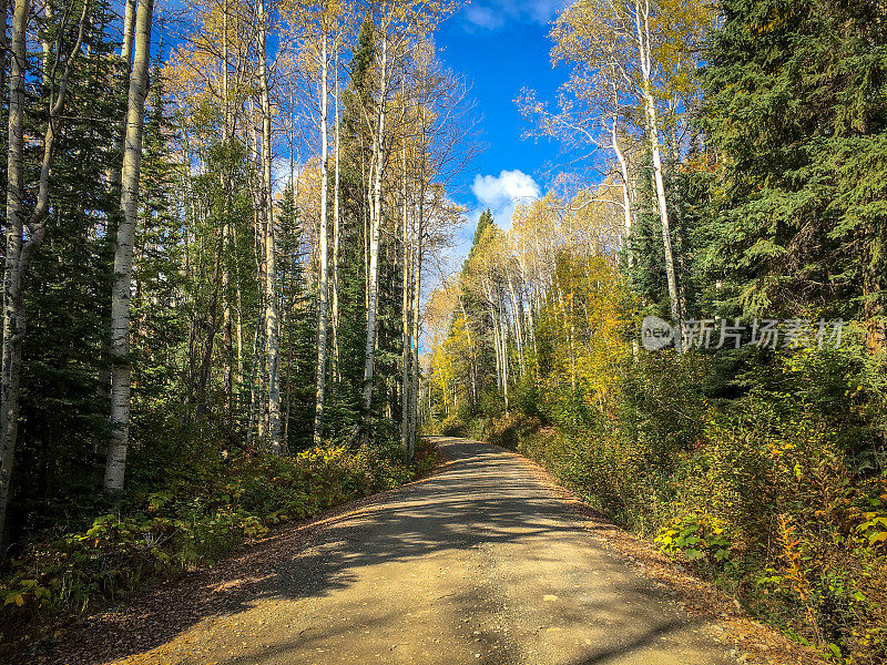 蜿蜒乡村道路上的秋叶色可持续资源