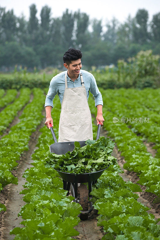 东方青年人采摘蔬菜